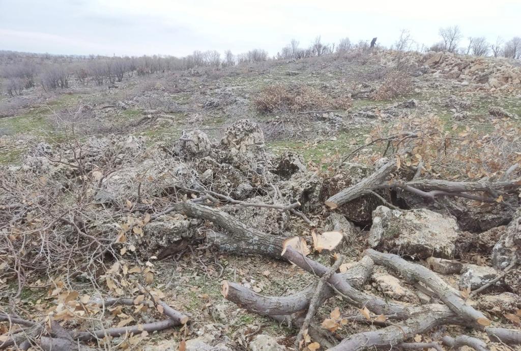 Mardin'deki Süryani köyünde ağaç kesimine tepki